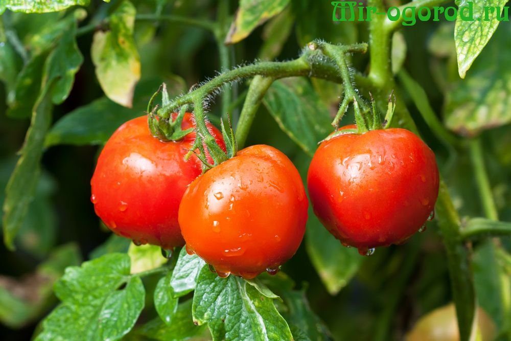 низкорослые томаты для парников